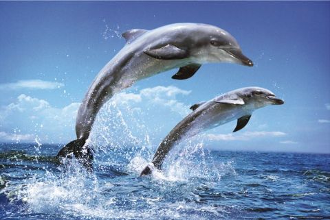 http://www.nyazmarket.com/images/mostanad/Dolphins/Dolphins1.jpg