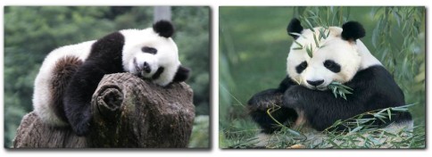 http://www.nyazmarket.com/images/mostanad/Panda/Panda1.jpg