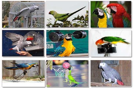http://nyazmarket.com/images/mostanad/Parrot/Parrot4.jpg